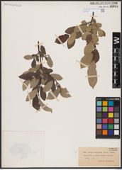 Foto von Salix aurita L. x Salix lapponum L.